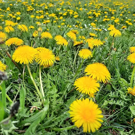 Gasthof Schäferhaus, Incl Meinecardplus 3*