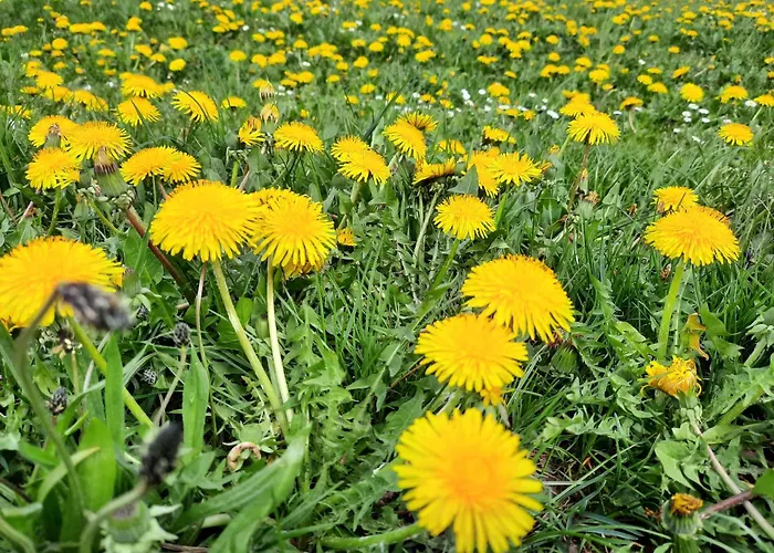 Guest house Schaeferhaus, Incl Meinecardplus 3*